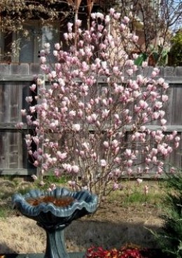Tulip Magnolia Tree