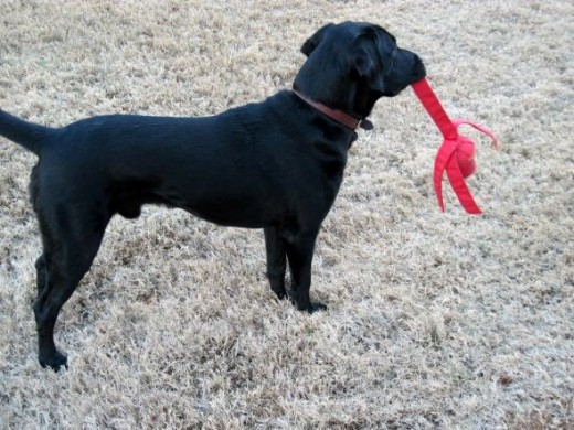 labrador retriever and wubba