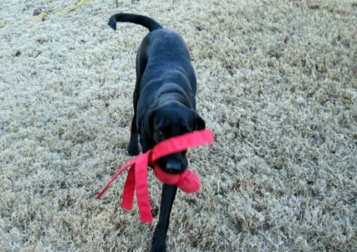 labrador with wubba toy